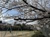 栗東　広場「栗東市　桜」