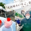『草のたね』さんで“いちご一会”のいちご狩り体験はいかが？【京都市西京区 大原野】