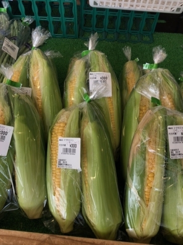 トウモロコシ「天王崎観光交流センターコテラスに新鮮な夏野菜たくさん入荷してまーすよ～(*^^*)」