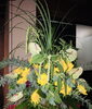ダリア、アマランサス、アンスリウムで黄色グリーンで「祝オープンのお花  -スタンド花-」