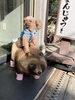 ワンちゃんとたぬきさん一緒にパチリ♪( ´▽｀)「門真ア-トフェス！12月1日〜5日までの展示です」