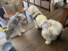 エマ店長とも仲良し「パニックを起こすわんちゃんとの向き合い方と、首輪をおオススメする理由。」