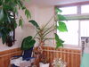 「巨大？植物？？　　　　有料老人ホーム　　　　デイサービス　　　交野」
