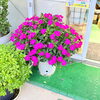 「店舗に鮮やかな花が咲きました✨」