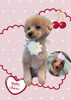 「Dog salon mofu mofu　余市町」