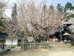 お花見情報 松山 伊予 東温 松前 砥部 まいぷれ 松山 伊予 東温 松前 砥部 お花見情報 松山 伊予 東温 松前 砥部 まいぷれ 松山 伊予 東温 松前 砥部