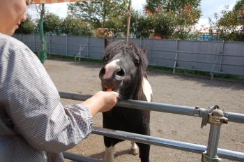 ダチョウのあとだと、まるでこわくないポニーのえさやり