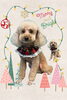 「Dog salon mofu mofu　余市町」