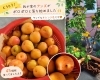 愛情たっぷり！採れたてアンズ「リカンベントマシンでじんわり運動＆アンズとTKGのちいさな幸せ時間」
