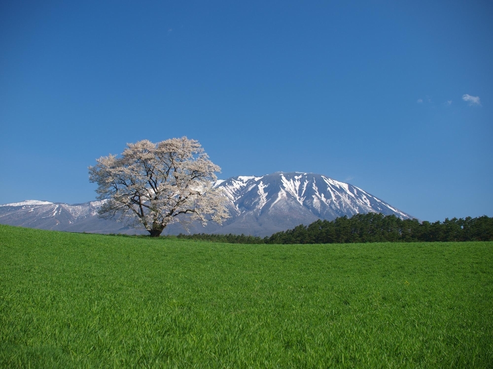 雫石 小岩井農場の一本桜 お花見特集 まいぷれ 盛岡 滝沢 二戸 八幡平 雫石