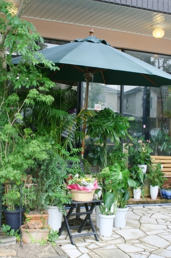 広々とした店内には、お花や観葉植物が溢れています。「フローリストかわさき」