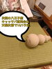10/1木曜日 10時〜　八王子スカイホテル正面　お待ちしています。なくなったら終了！「9/24 第1回八王子産キャッサバ直売会　大盛況で終わりました。まだ、チャンスはあります第2回は10/1木曜日 開催決定！本日、来れなかった方ぜひ、お待ちしています。八王子産キャッサバはかなりレア！かなりうまい！一期一会のこの機会」