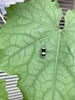 きれいな色の虫「グリーンカーテン」