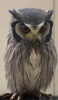 アフリカオオコノハズク「アフリカオオコノハズクとメガネフクロウ」
