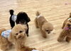 おやつ❓「ましゅまろ幼稚園🐾」