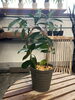 ガジュマル「観葉植物　入荷情報　江戸川区松島　新小岩」