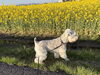 花畑と愛犬との癒やしの散歩道「春の集まりにおすすめの卵焼きと地元魚の一品」