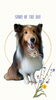 「Dog salon mofu mofu　余市町」