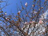 河津桜「笠松河津桜ロード」