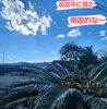 巡回中に見た景色～🌴風は強い🌬️「人との繋がり❗人との関係性って大事ですね❗」