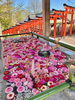 小樽住吉神社の花手水「Good morning Otaru! ◎ 小樽の古民家ゲストハウスより」