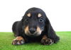 「ミニチュアダックス子犬情報」