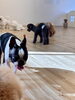 フリータイム😃「ましゅまろ幼稚園🐾」