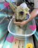 「可愛い子ちゃん♡ Dog salon mofu mofu 余市町」