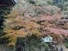 「西山興隆寺の紅葉状況をお届けします！【2025/11/23】」