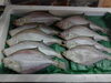 「 📣本日入荷のお魚情報🐟   」