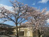 地域福祉センター前の桜も咲き誇りました「今年度もよろしくお願いします！」