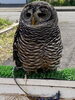 チャコモリフクロウのどんちゃん「生後1ヶ月のメンヒナ展示中」