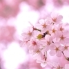 【2026年最新！】横浜市磯子区・金沢区でお花見するならココ！　おすすめの桜スポット