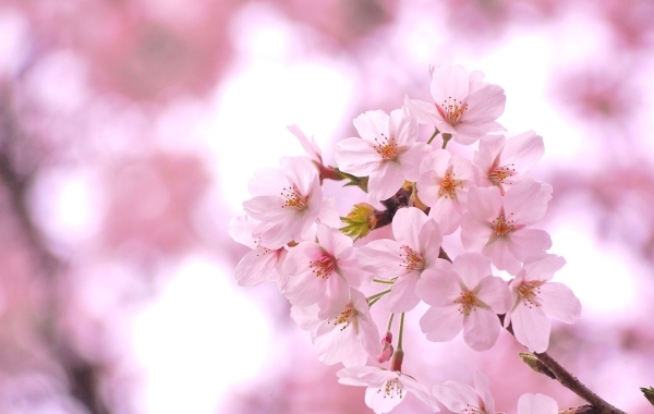 お花見するならここ！　京都市伏見区の桜特集