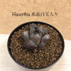 「ビザールプランツ仕入れてきました！」