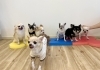 しらこちゃん☆こんぶくん☆ななちゃん☆米ちゃん「ましゅまろ幼稚園🐾　新入園児さん🐶」