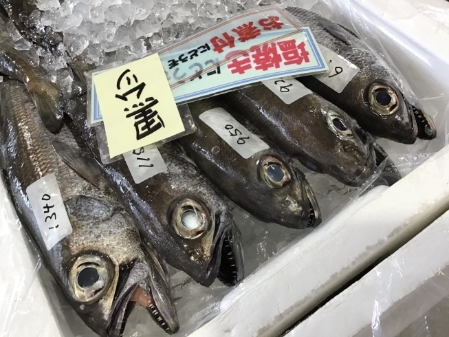 「魚魚市場鮮魚コーナーおすすめは「ギンガメアジ」です♪」