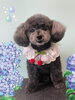 「Dog salon mofu mofu　余市町」