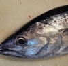 「毛蟹や生牡蠣、富山のホタルイカなど美味しい食材ありますよ♪」