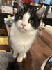 今回もずーっと付いてきてくれた「2回目のご利用 【札幌 北区 シッター 猫 catbeard キャットビヤード⠀】」