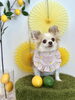 ななちゃん「わんことレモン🍋」