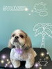 「可愛い子ちゃん♡ Dog salon mofu mofu 余市町」