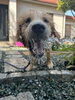 2024夏🌿 マテラの森賞 「最高の笑顔🌞」「🐶わんだふるフォトコン2025夏🌻📸」