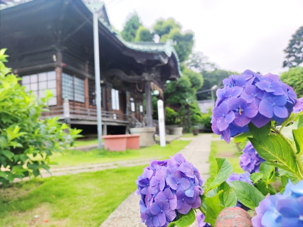 紫陽花の名所 市川市のあじさい寺 庭園スポットまとめ 編集部のつぶやき 千葉 船橋 市川 習志野 鎌ケ谷 まいぷれ 市川市 紫陽花の名所 市川市のあじさい寺 庭園スポットまとめ 編集部のつぶやき 千葉 船橋 市川 習志野 鎌ケ谷 まいぷれ 市川市