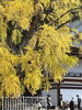 「問屋町レンタル着物　七五三のお客様で賑わう店内　かわいい　被布３歳　着付けのみ大歓迎」