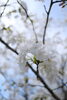 サクヤヒメ「羅生門さくら公園に行ってきました」