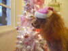 「　Girls　Santa　★★★」