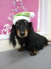 「ダックスＳａｎｔａ～　ヽ(^。^)ノ」