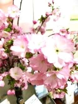 桜「待合室の桜」