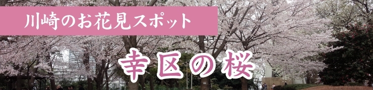 川崎でお花見するならここ！　幸区の桜情報
